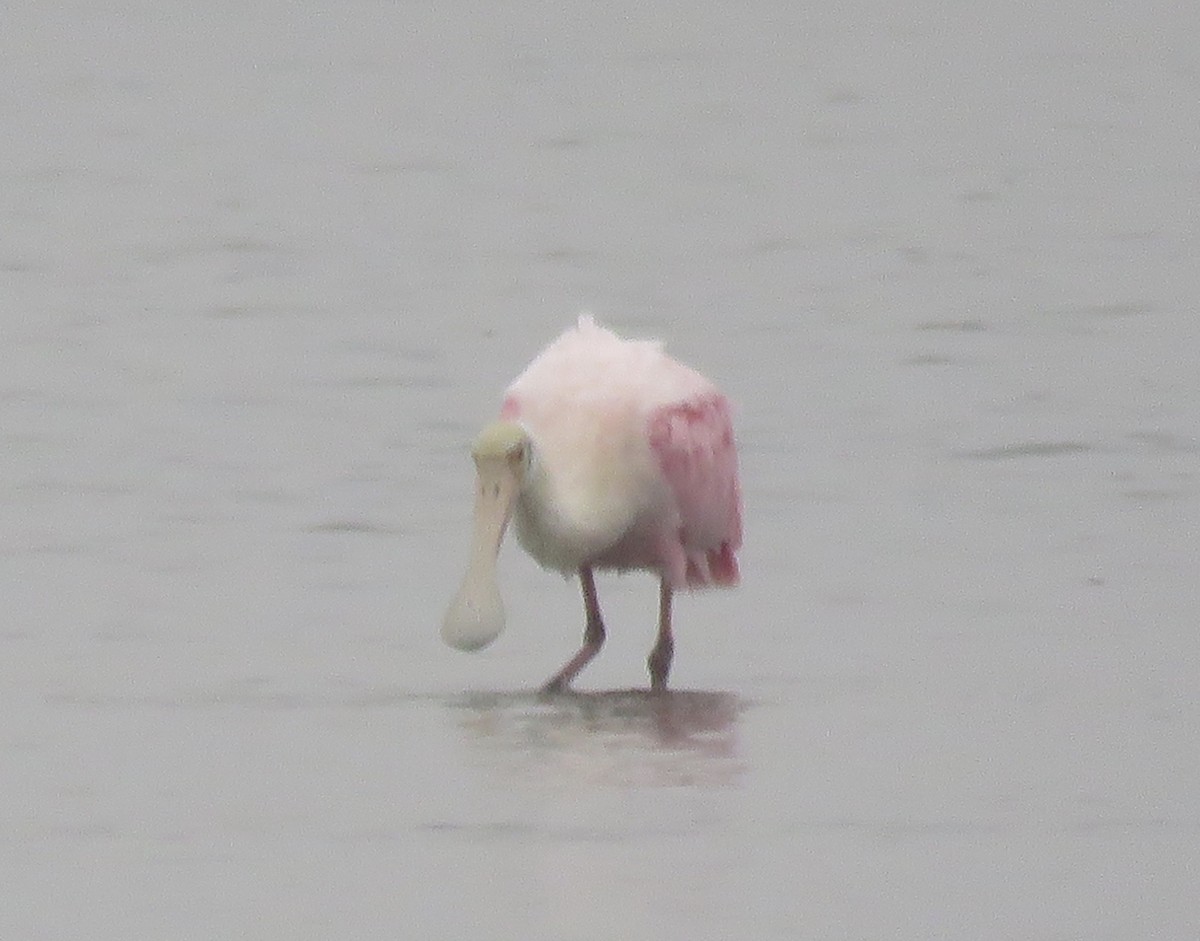 Roseate Spoonbill - ML196540471