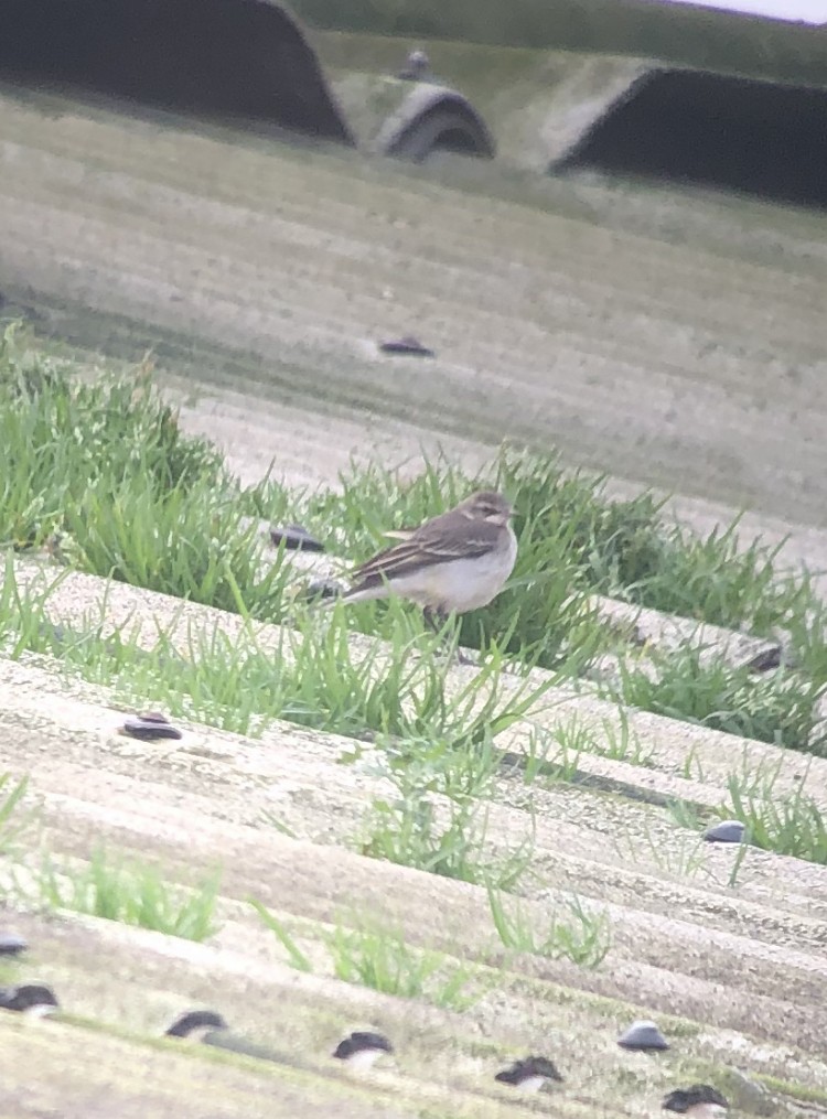 Eastern Yellow Wagtail - ML196543731