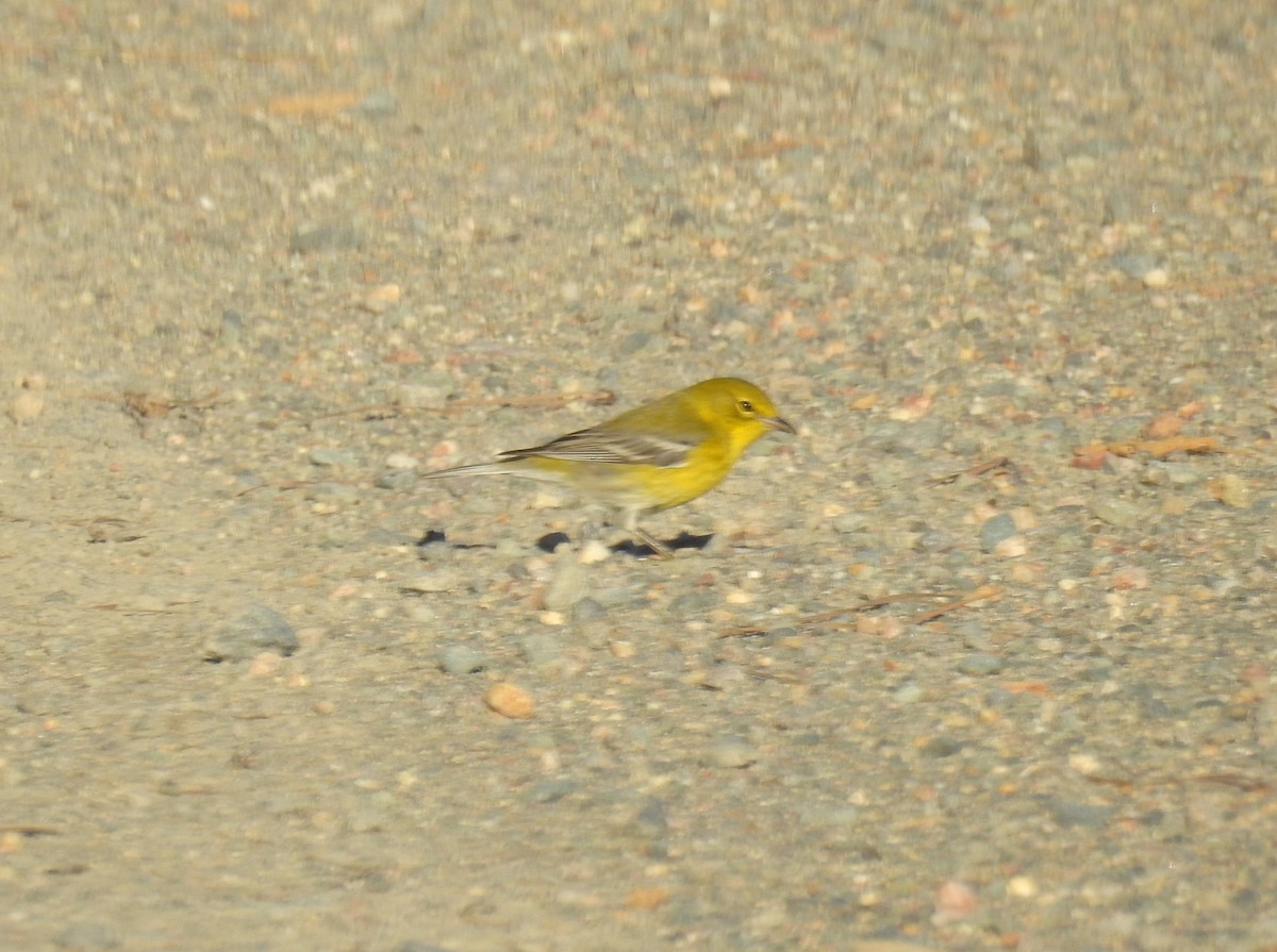 Pine Warbler - ML196544951