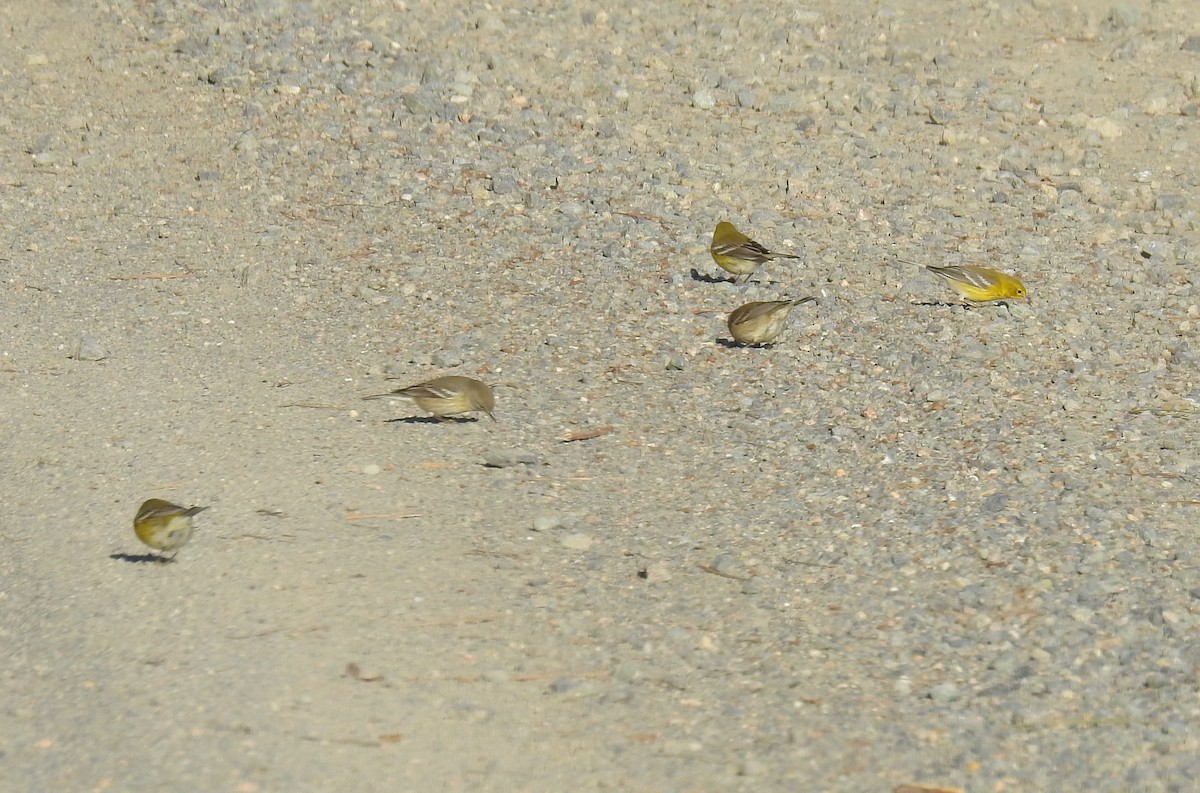 Pine Warbler - ML196544961