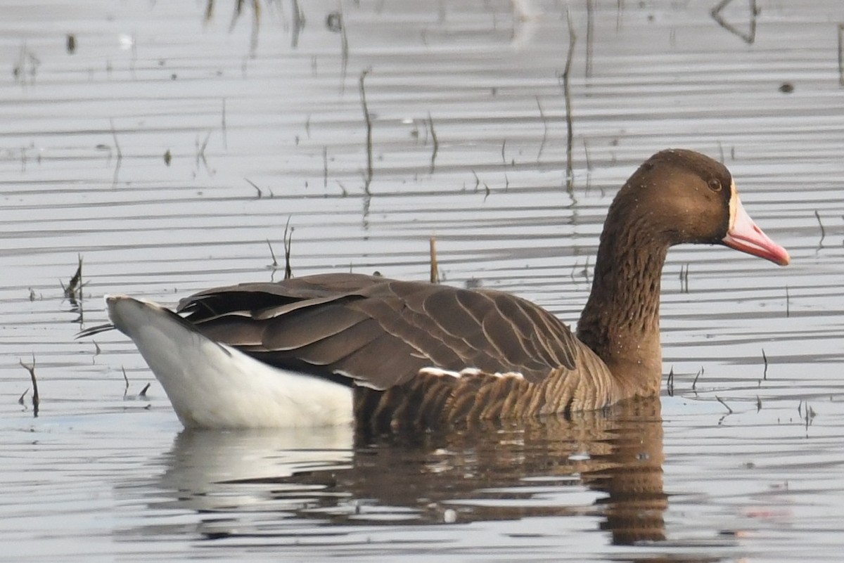 Greater White-fronted Goose (Tule) - Bart Wickel