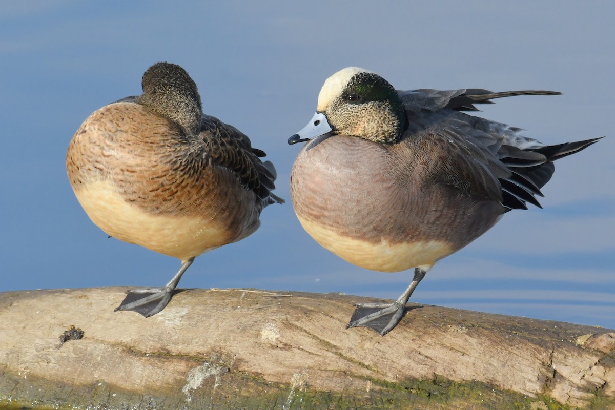 American Wigeon - ML196545661