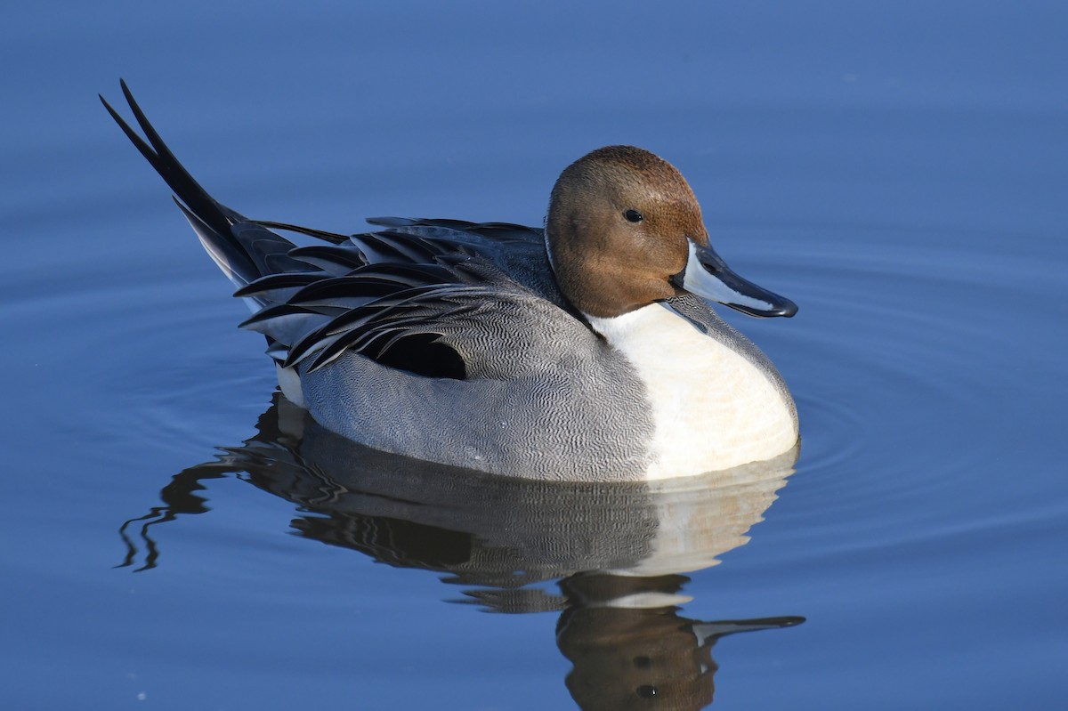 Northern Pintail - Bart Wickel