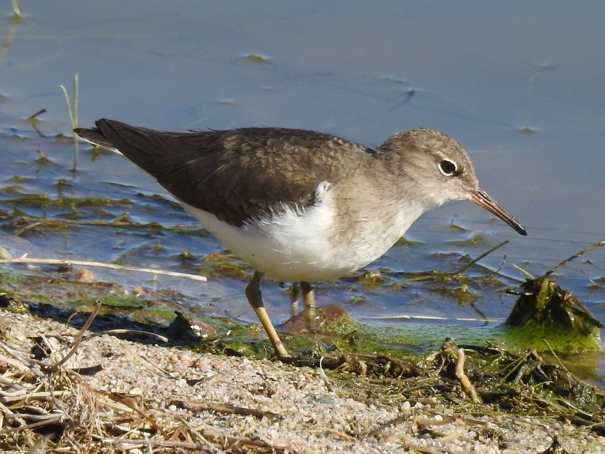 Spotted Sandpiper - ML196546941