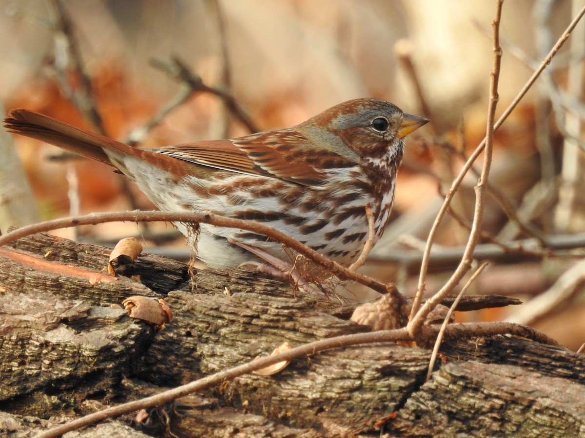 Fox Sparrow - ML196547321