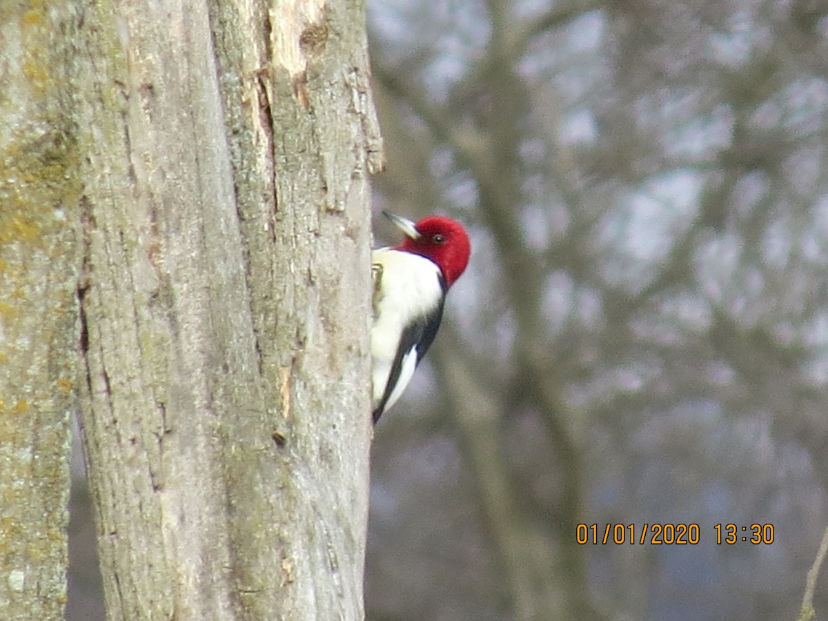 Red-headed Woodpecker - ML196548401