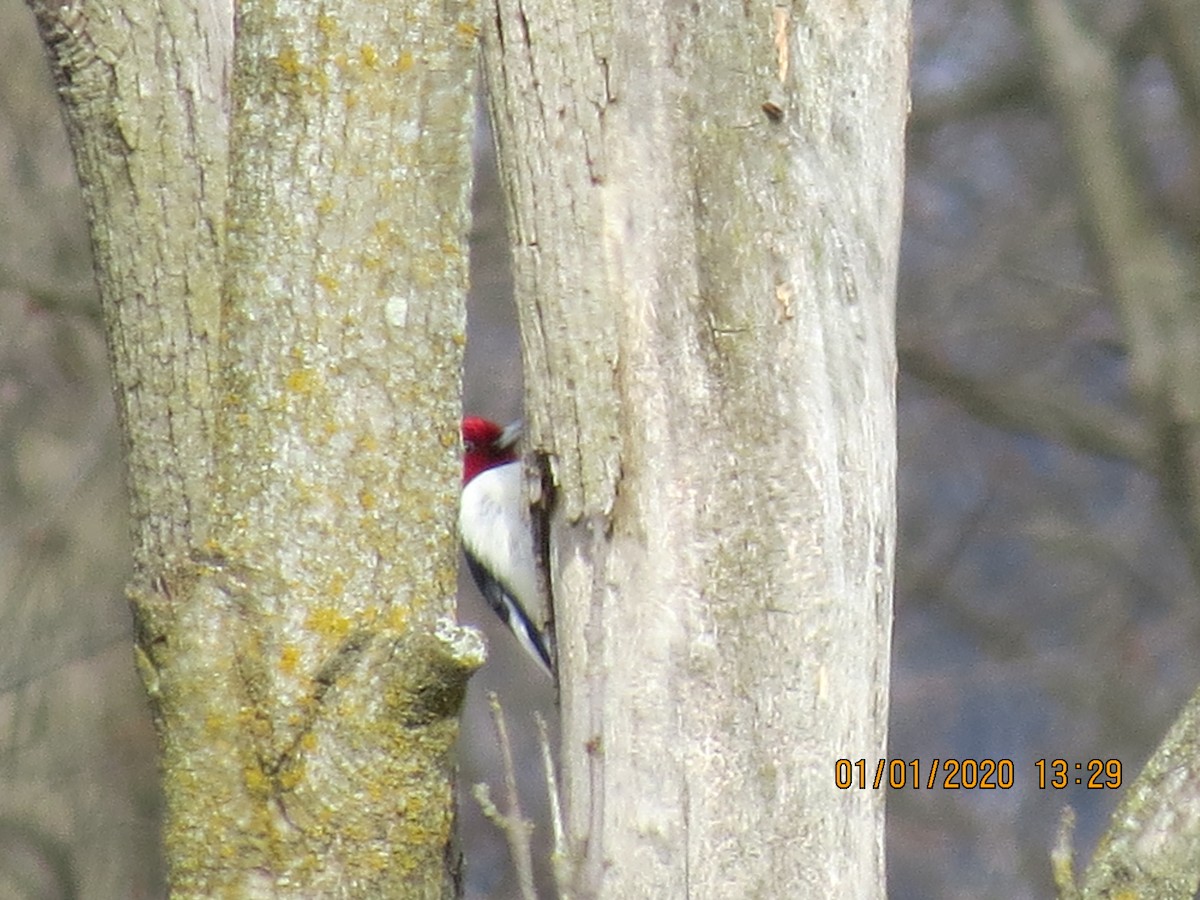 Red-headed Woodpecker - ML196548421