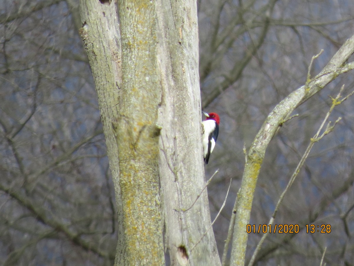 Red-headed Woodpecker - ML196548431