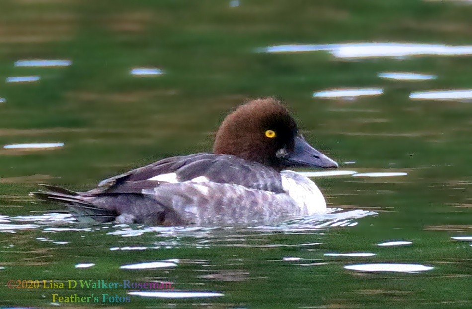 Common Goldeneye - ML196549101