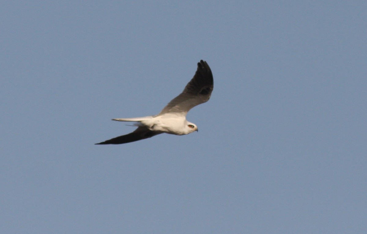 White-tailed Kite - ML196551021