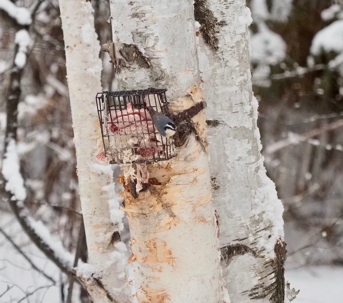 Red-breasted Nuthatch - ML196552511