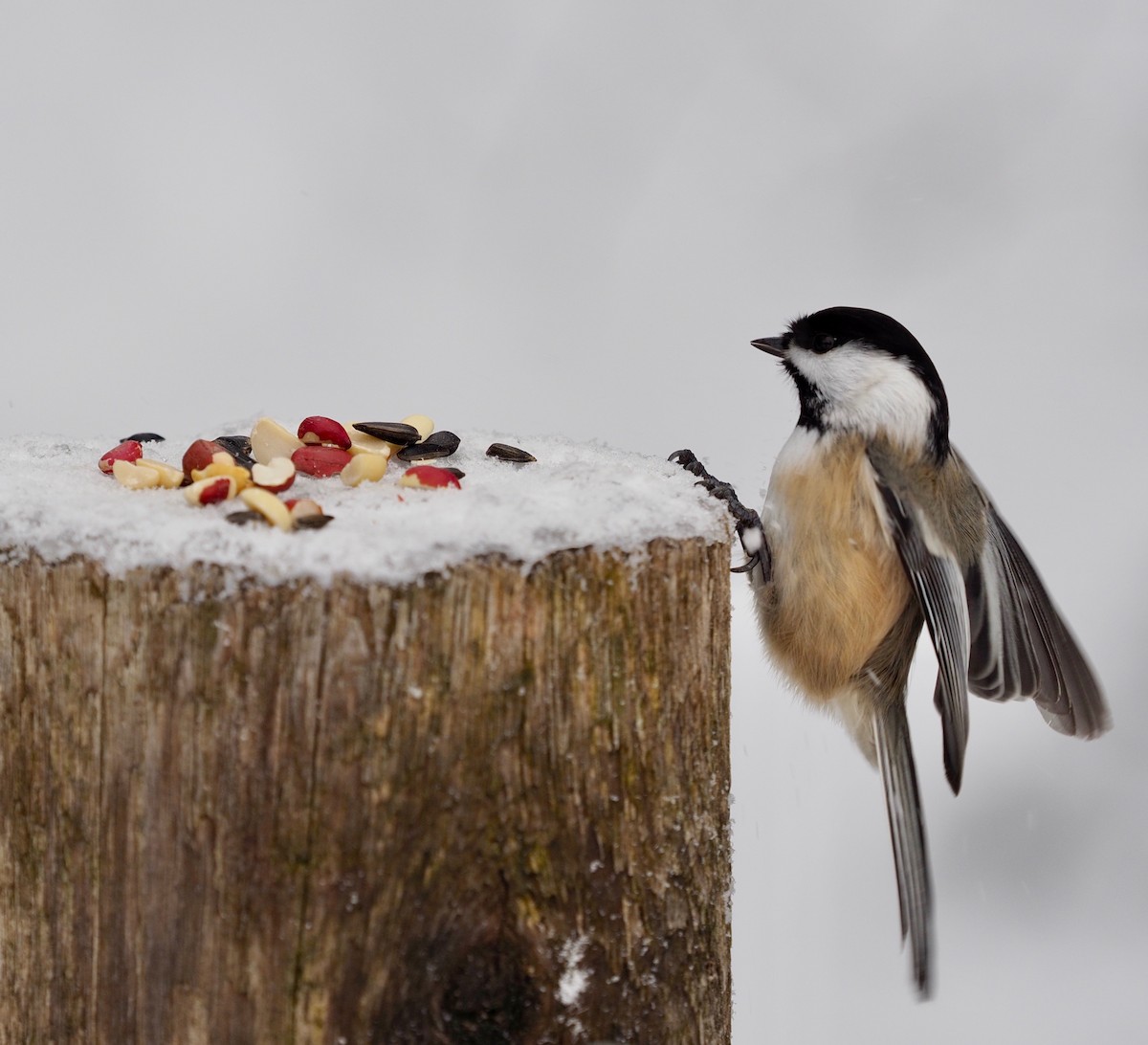 Black-capped Chickadee - Bruce Gates