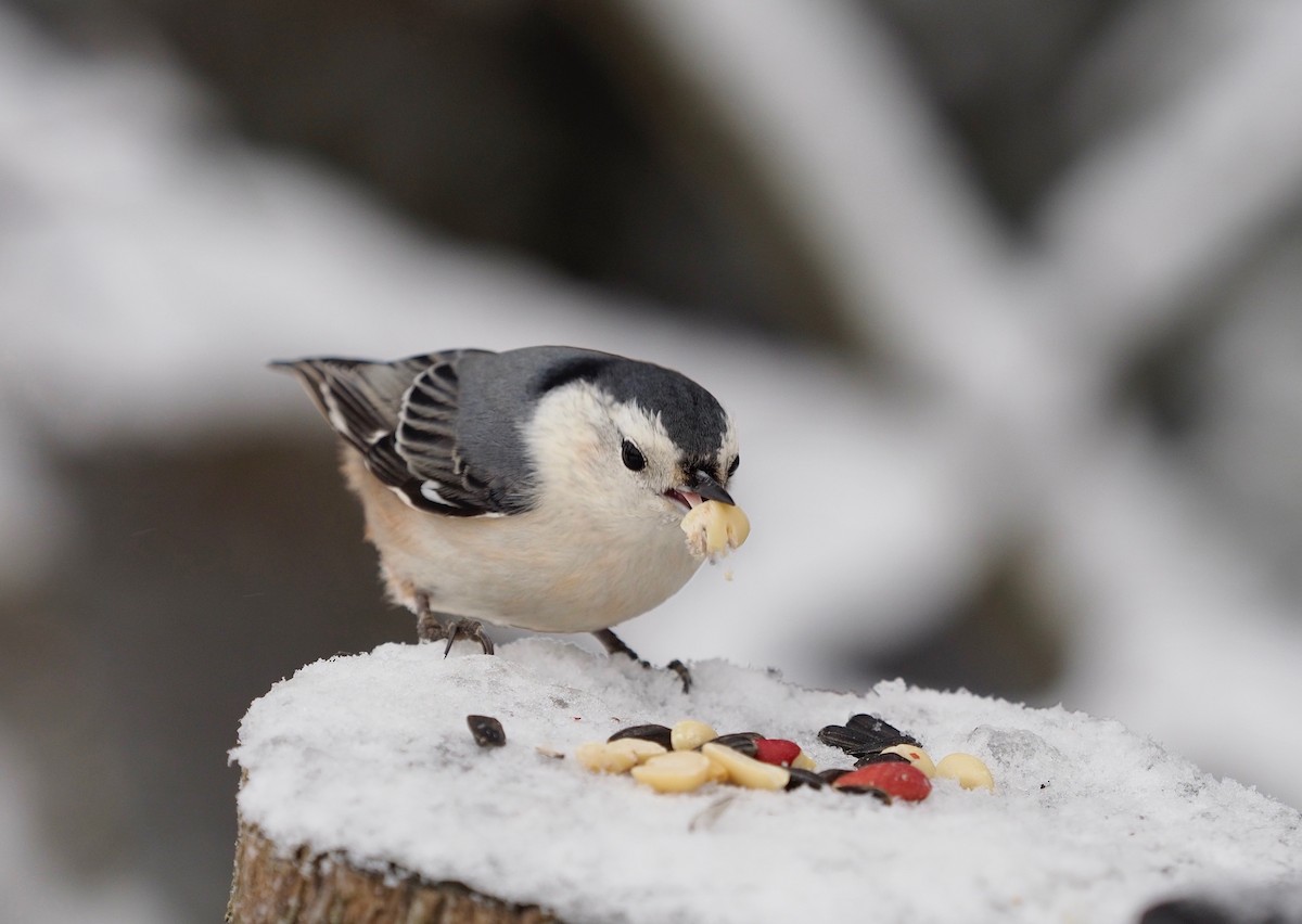 White-breasted Nuthatch - ML196554421