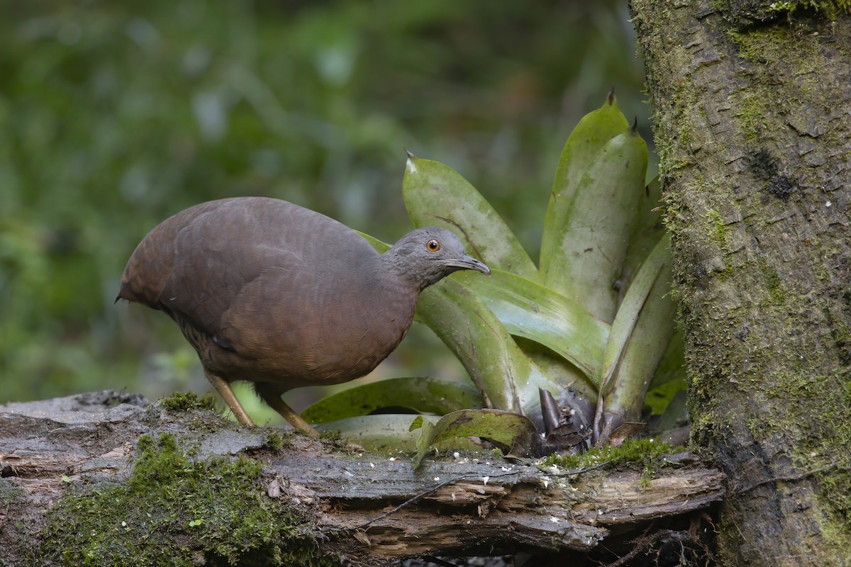 Brown Tinamou - ML196554731