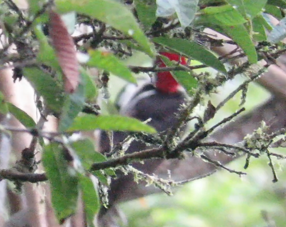 Guayaquil Woodpecker - ML196554741