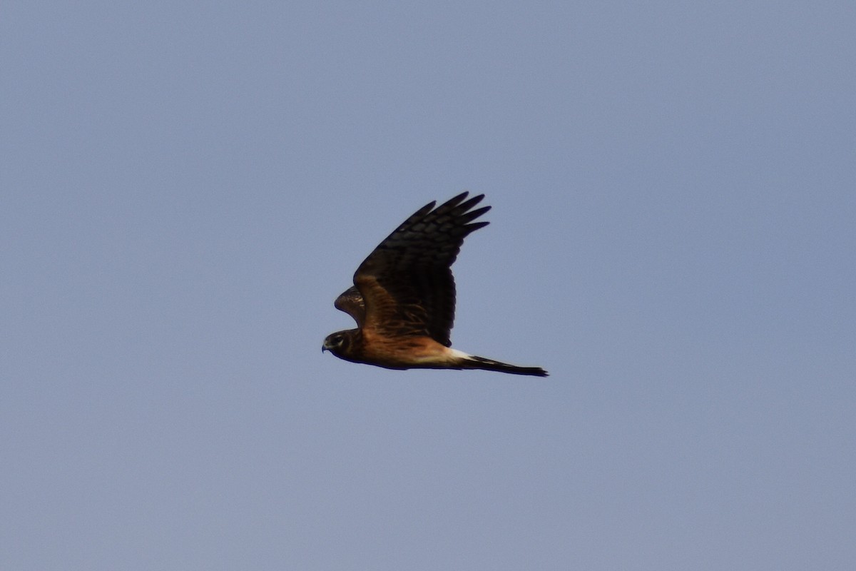 Northern Harrier - Alexander Donley