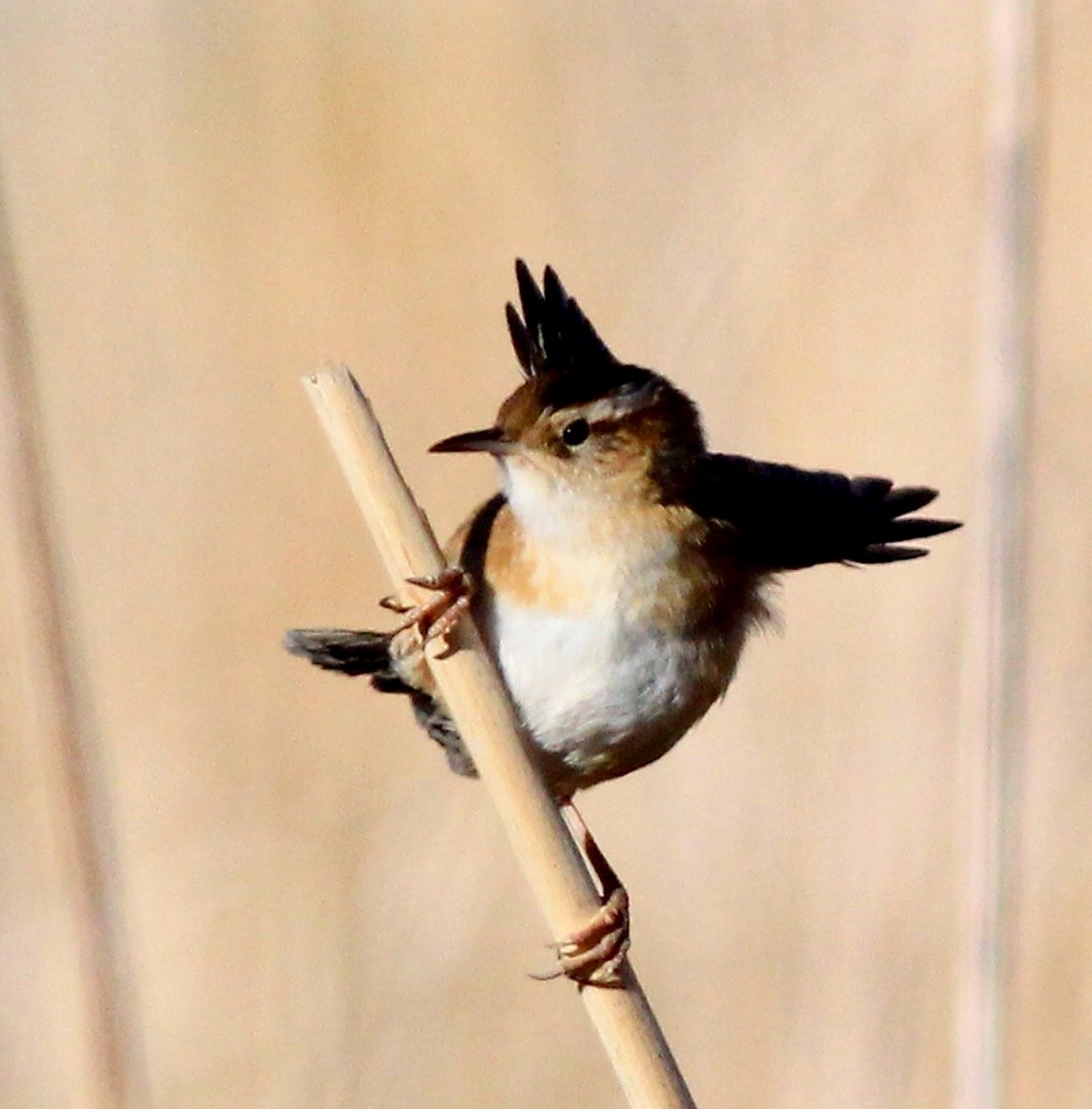 Marsh Wren - ML196563531