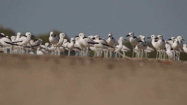 Crab-Plover - ML196564611