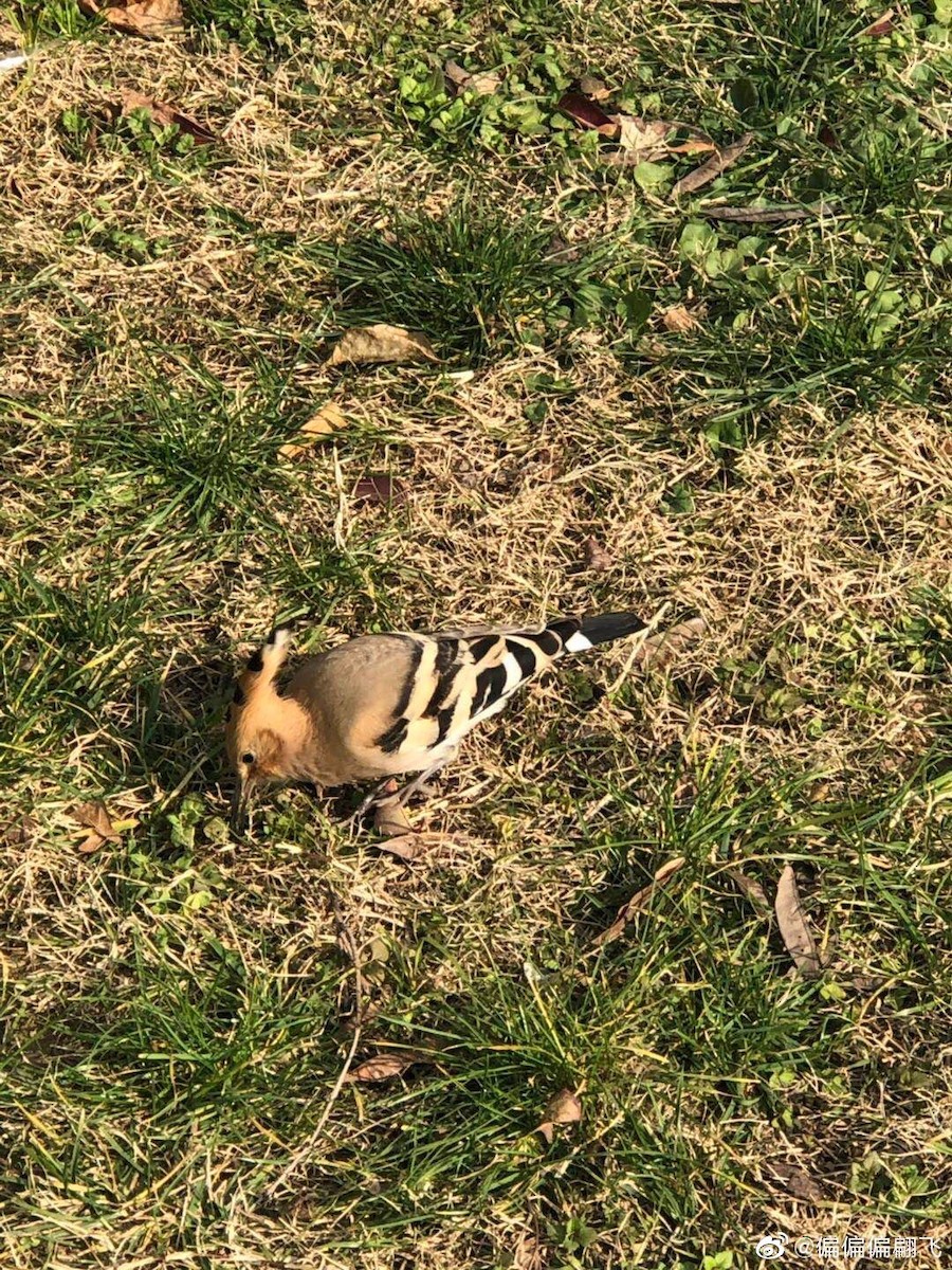Eurasian Hoopoe - ML196564751