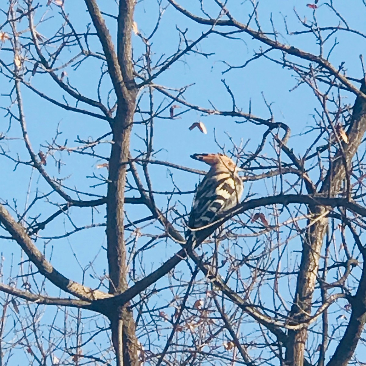 Eurasian Hoopoe - ML196565221