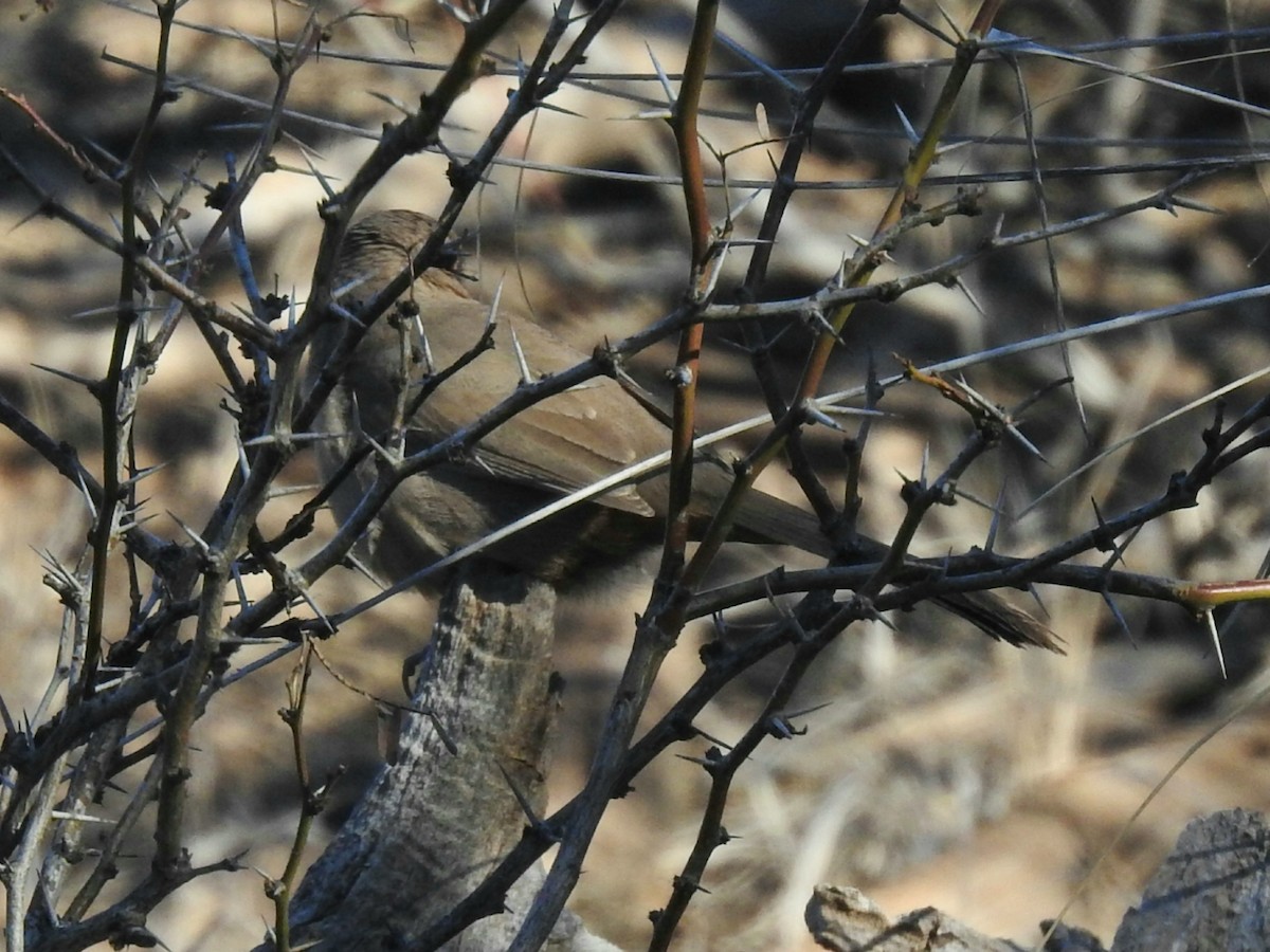 Abert's Towhee - ML196565481