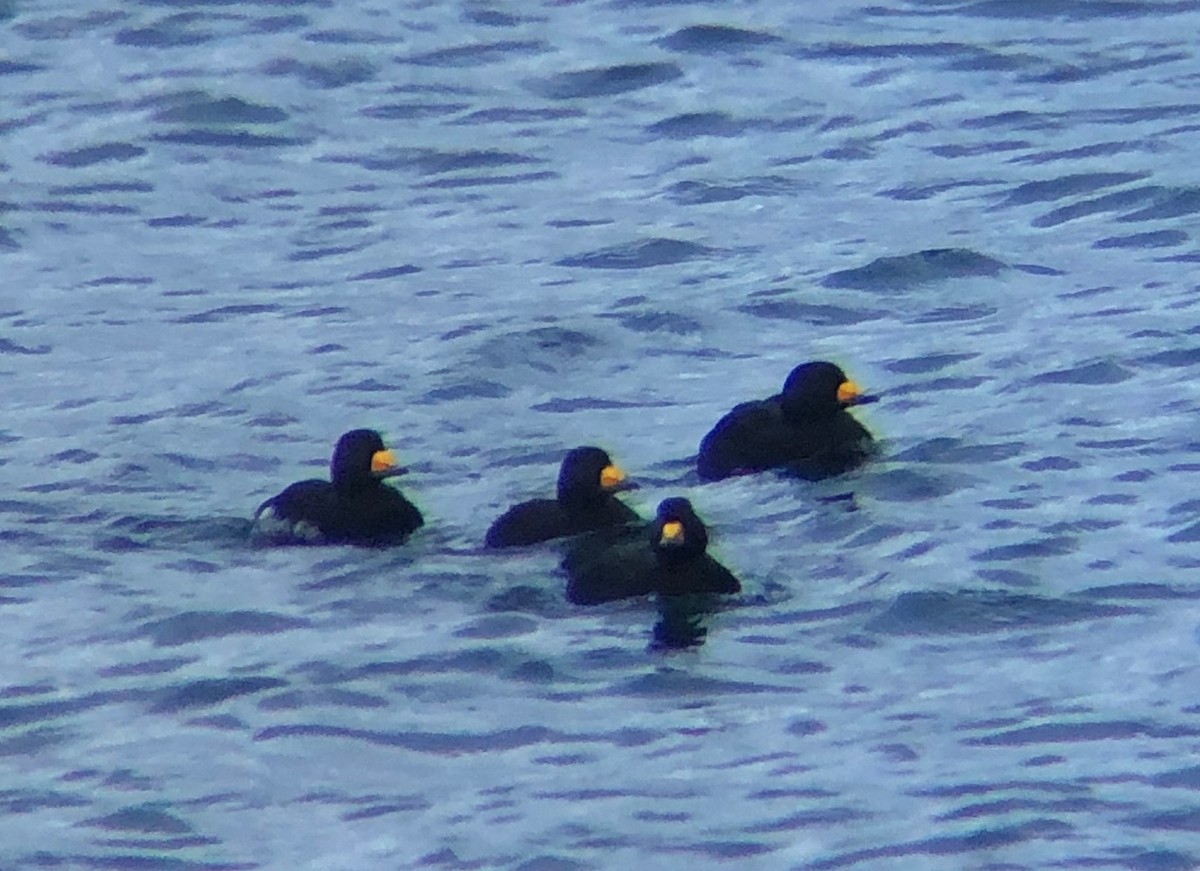 Black Scoter - ML196567271