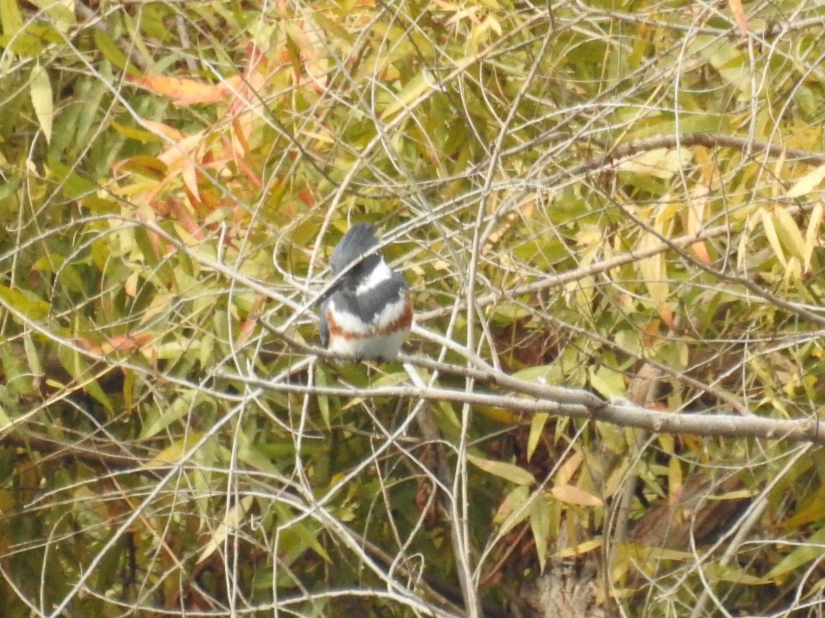 Belted Kingfisher - ML196568641