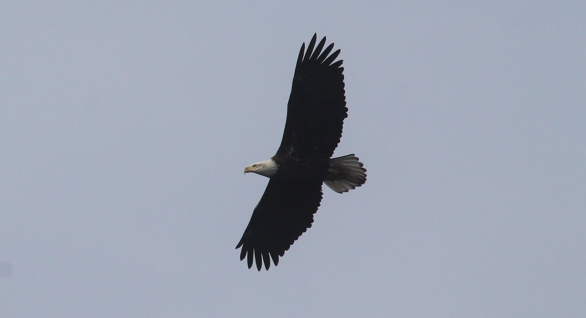 Bald Eagle - ML196569561