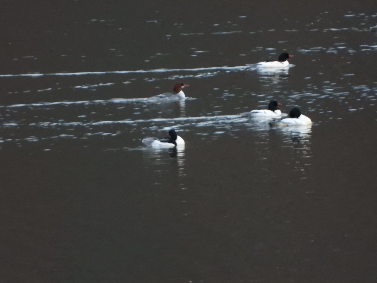 Common Merganser - ML196569601