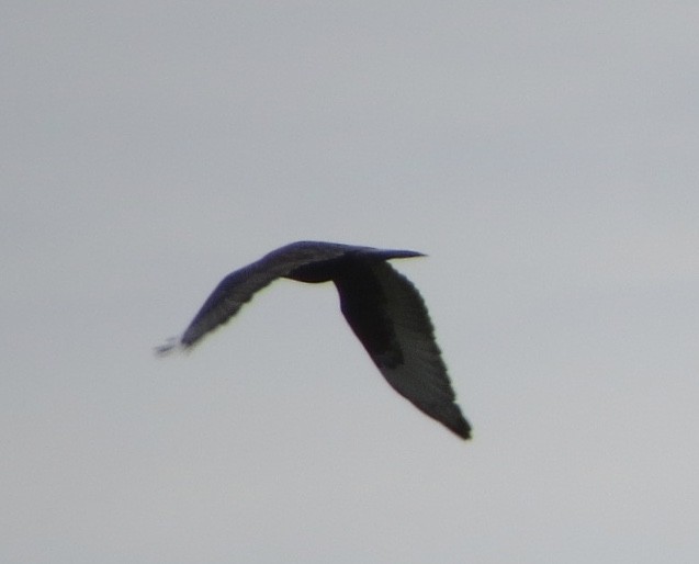 Ferruginous Hawk - ML196570321