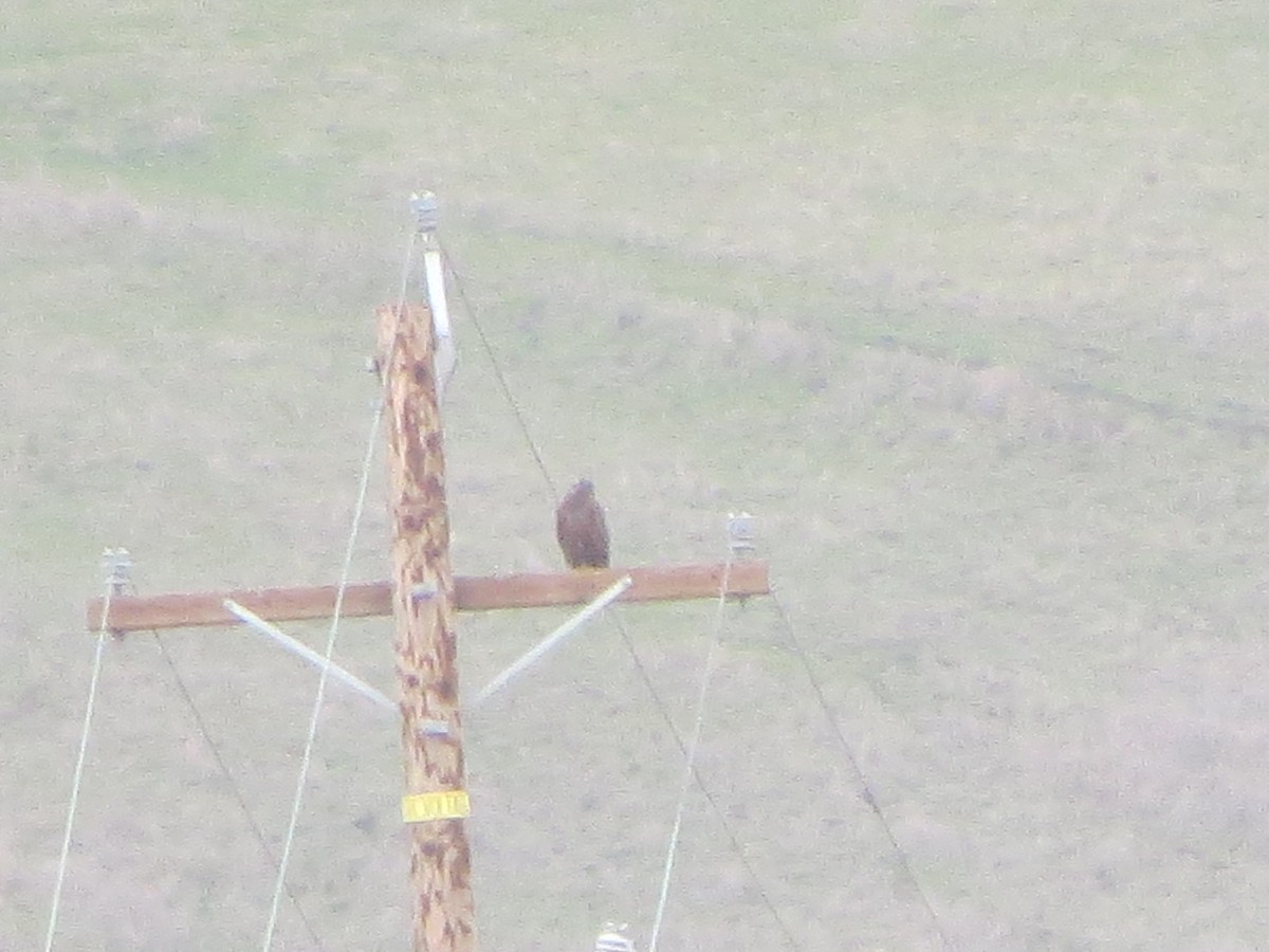 Ferruginous Hawk - ML196570581