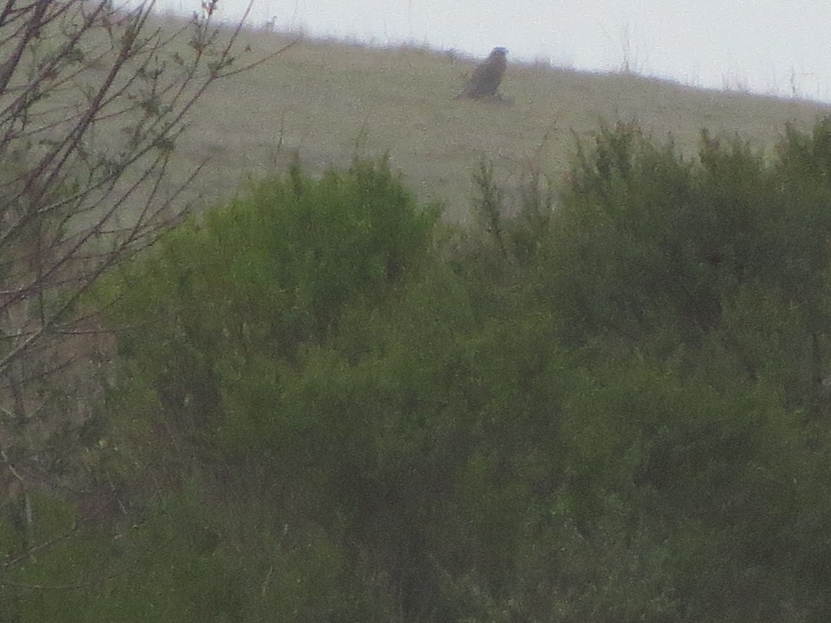 Ferruginous Hawk - ML196570791