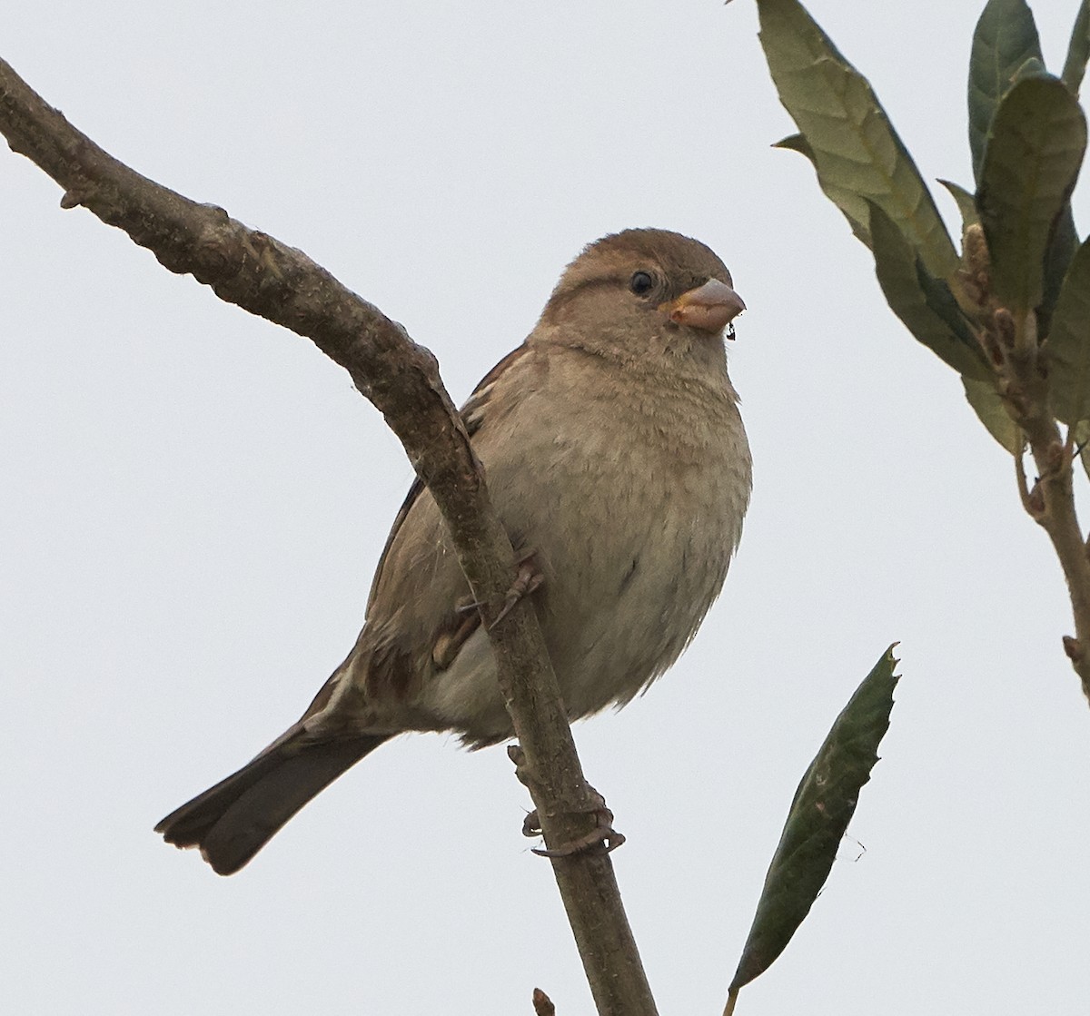 House Sparrow - ML196572201