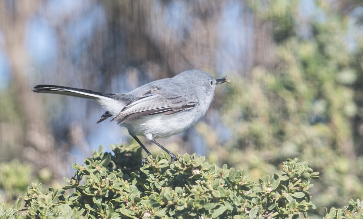 Blue-gray Gnatcatcher - ML196572361