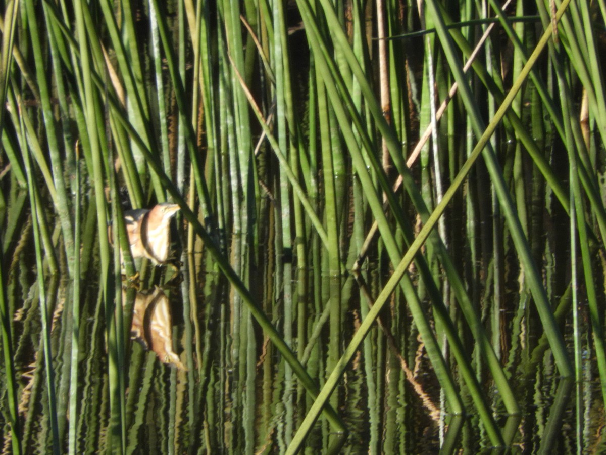 Least Bittern - ML196572731