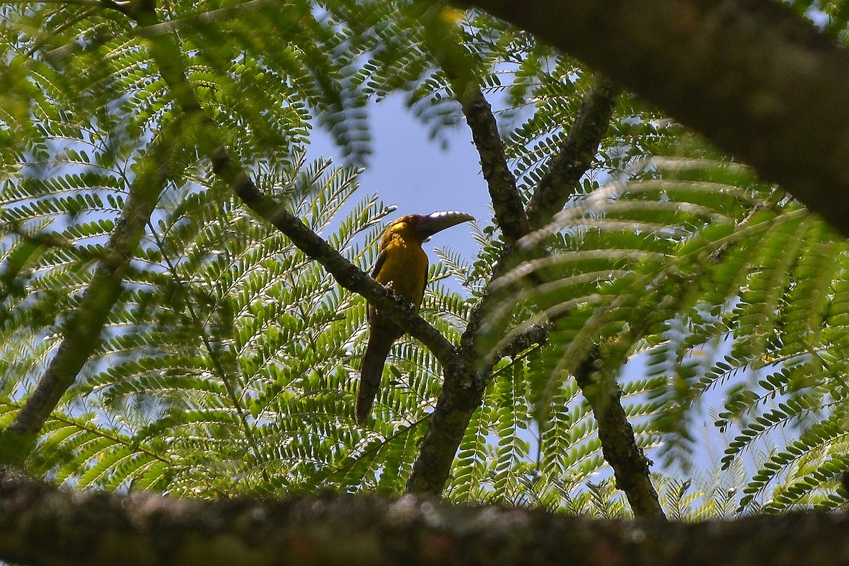 Saffron Toucanet - ML196575631