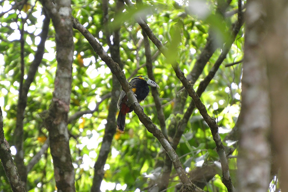 Toucanet à bec tacheté - ML196575911