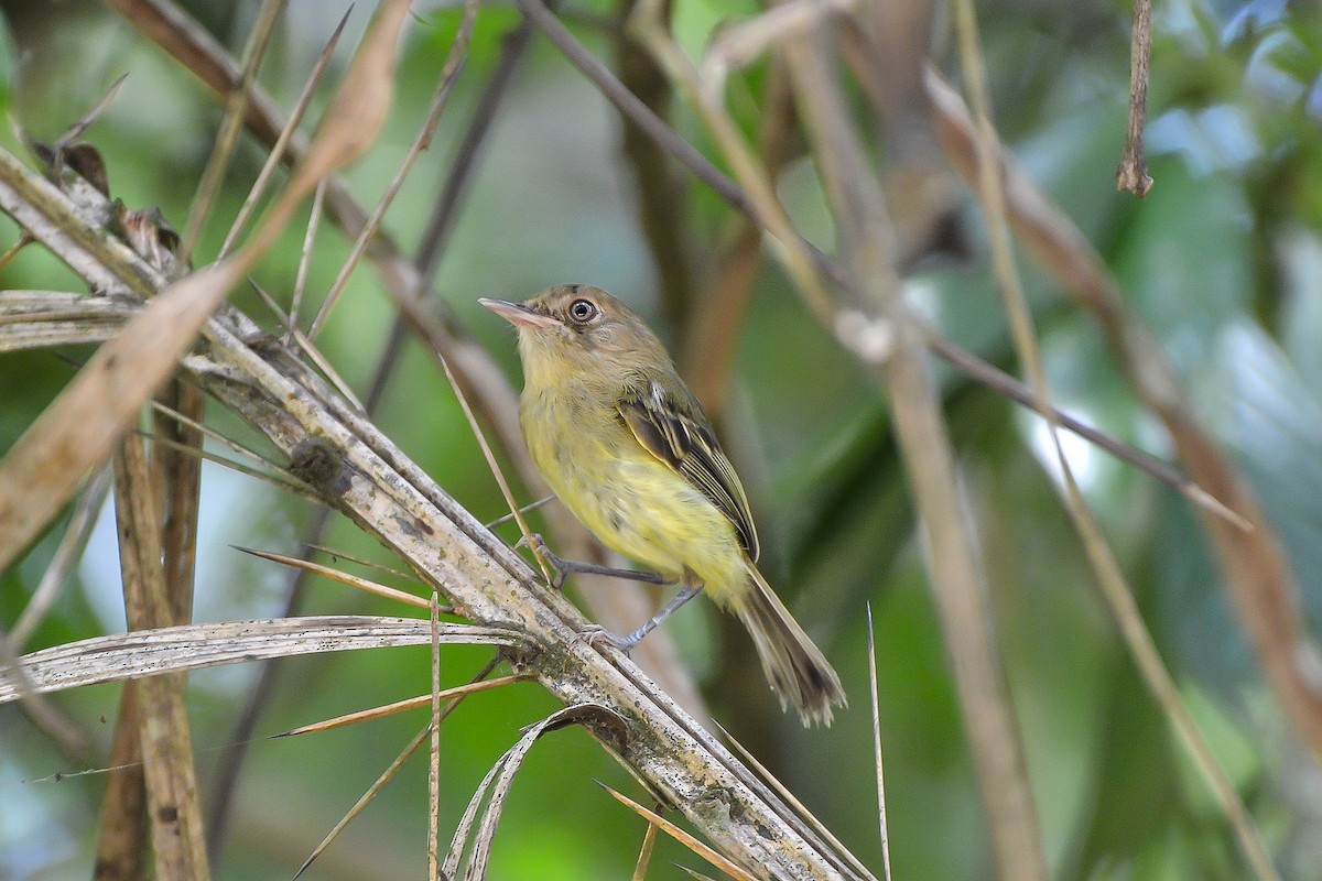 Kaempfer's Tody-Tyrant - Fábio Luís Mello