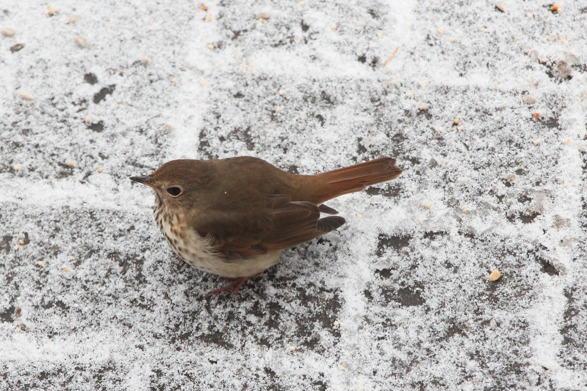 Hermit Thrush - ML196578821