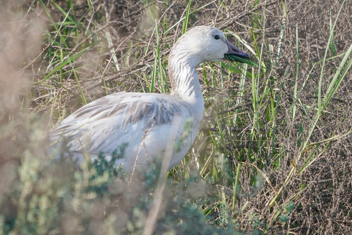 Snow Goose - ML196581831