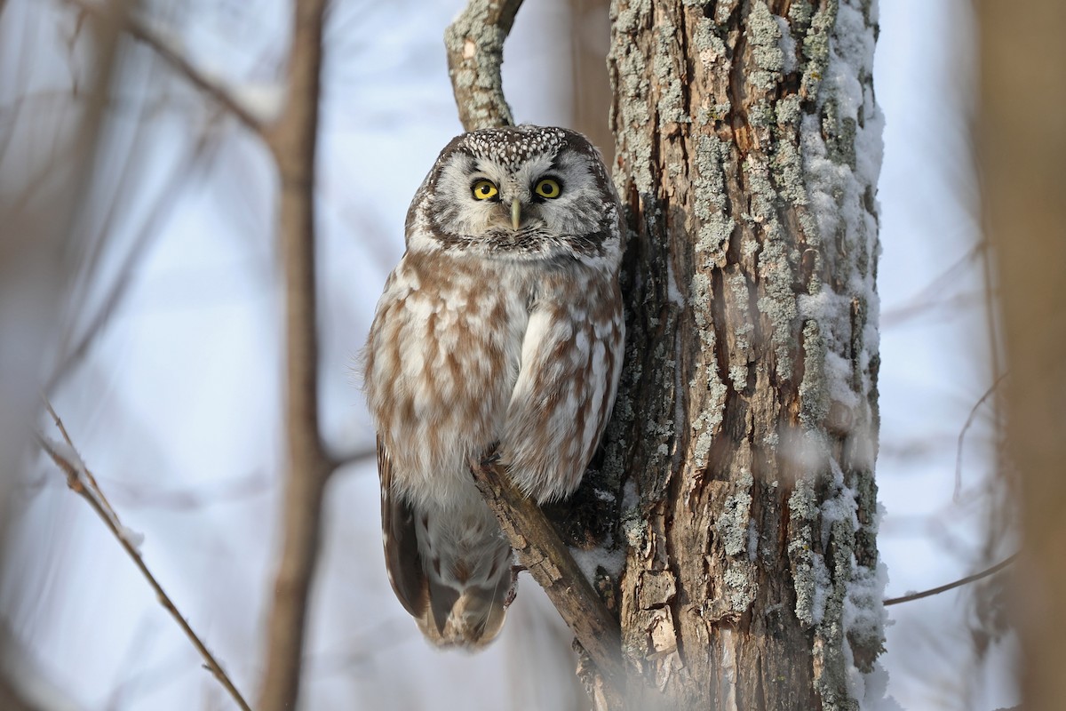 Boreal Owl - Daniel Jauvin