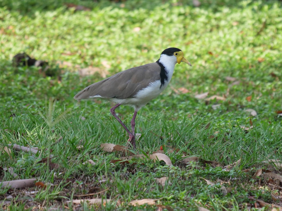 Masked Lapwing - ML196585011