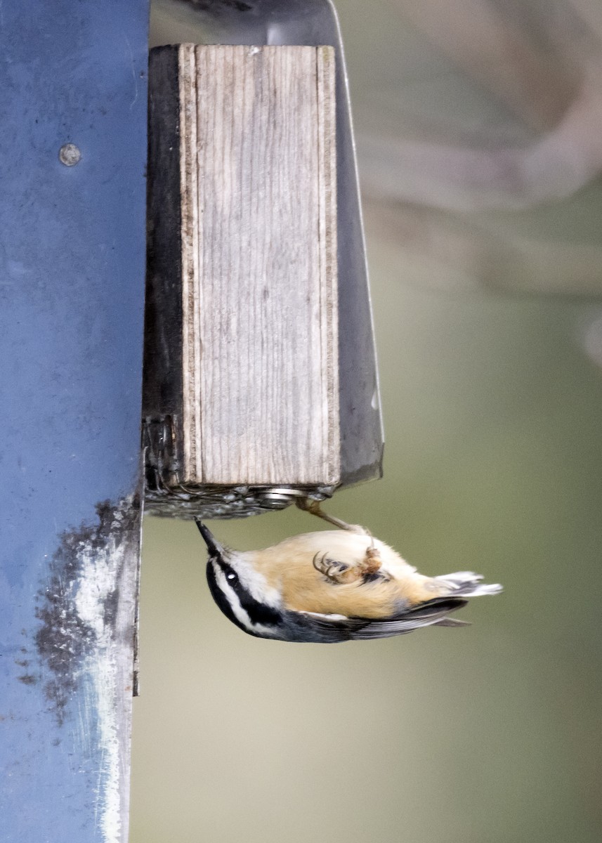 Red-breasted Nuthatch - ML196586581