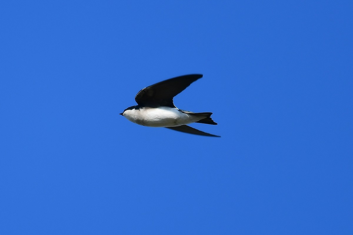 Golondrina Bicolor - ML196587021