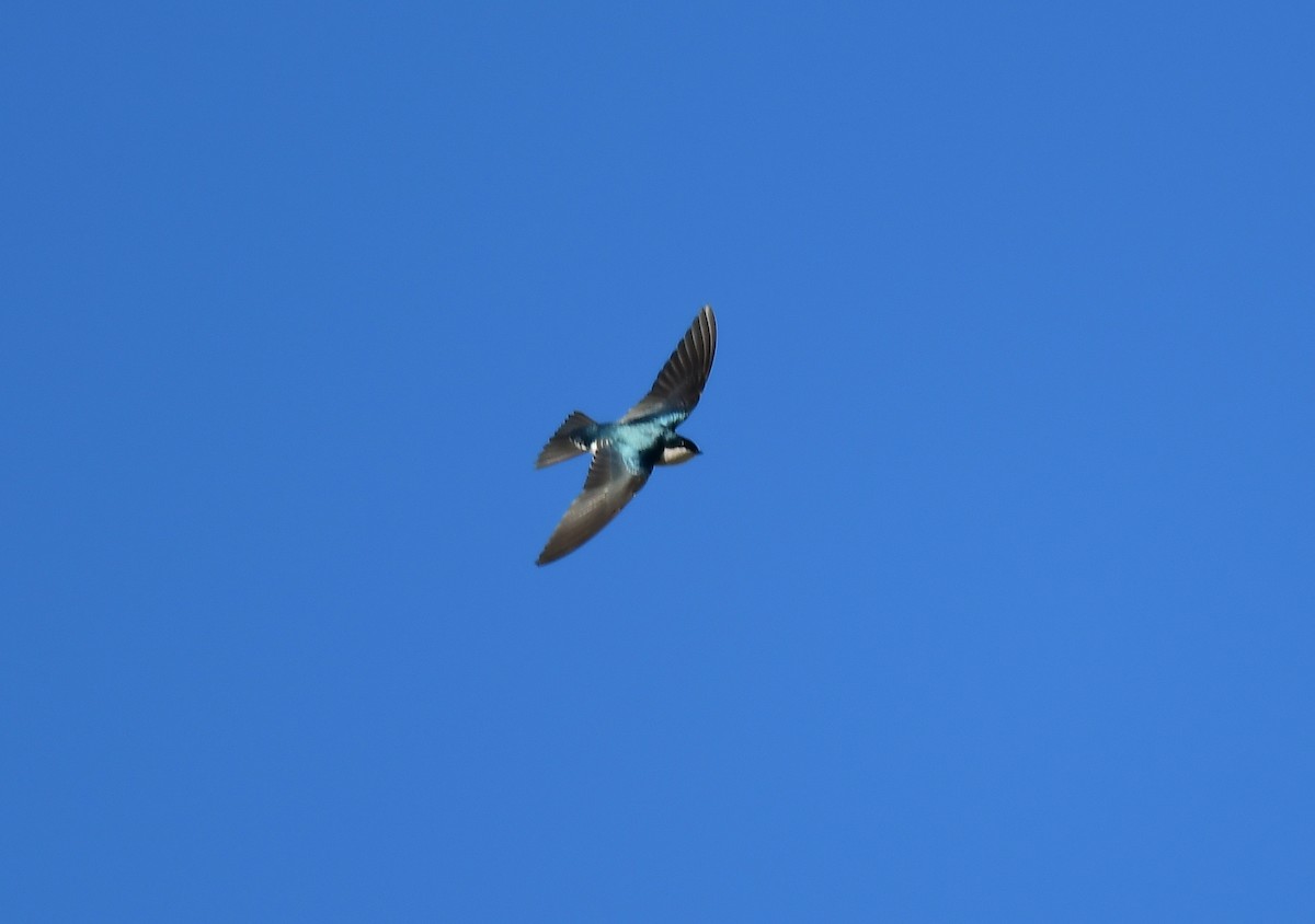 Golondrina Bicolor - ML196587041