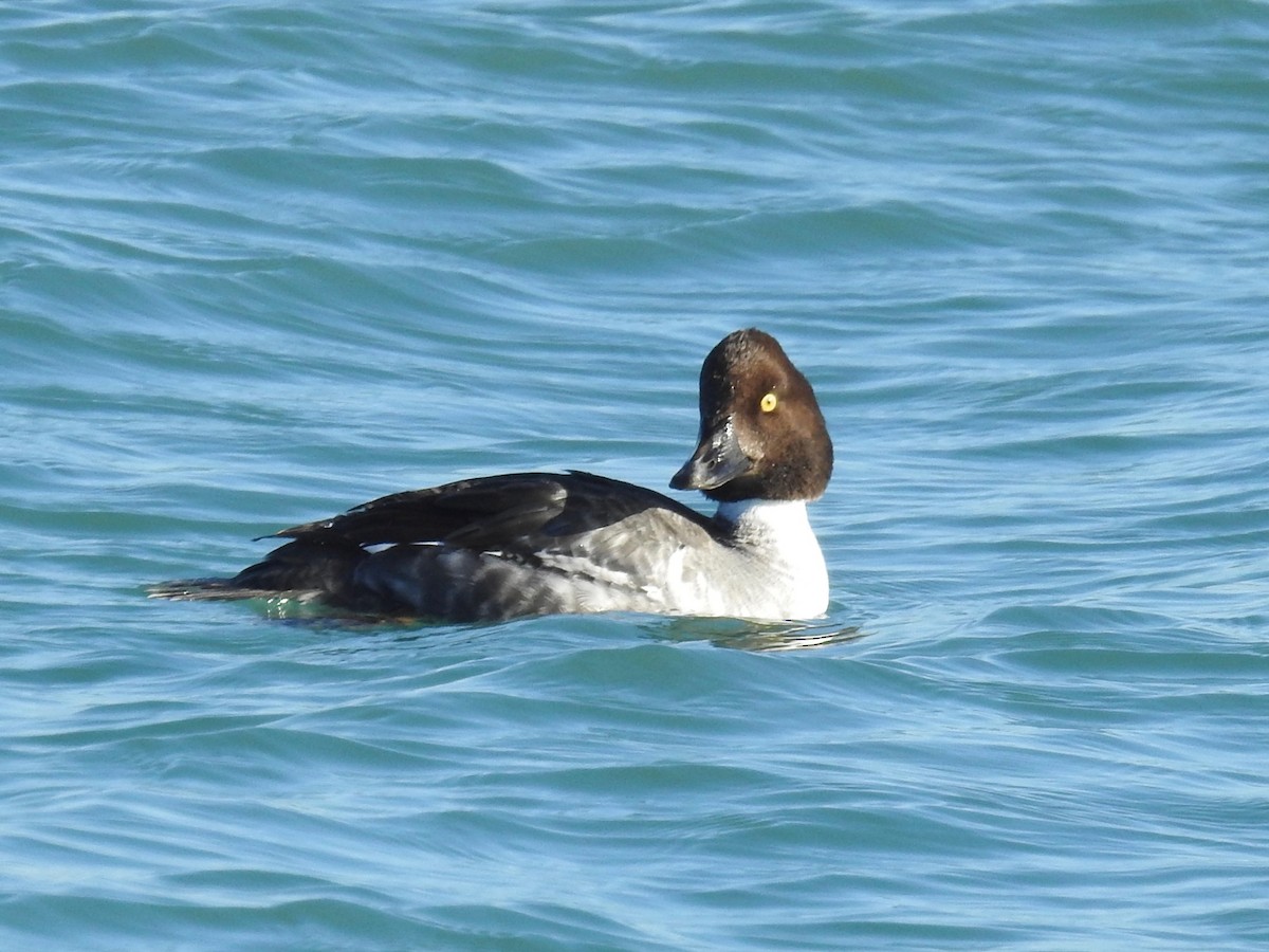 Common Goldeneye - Joseph Troy