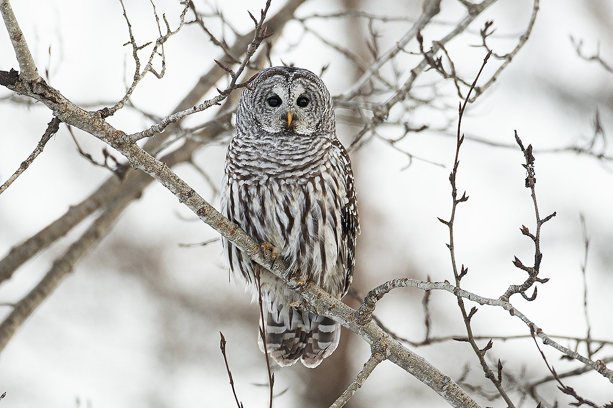 Barred Owl - Gerald Romanchuk
