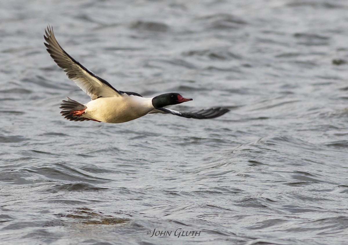 Common Merganser - ML196589241