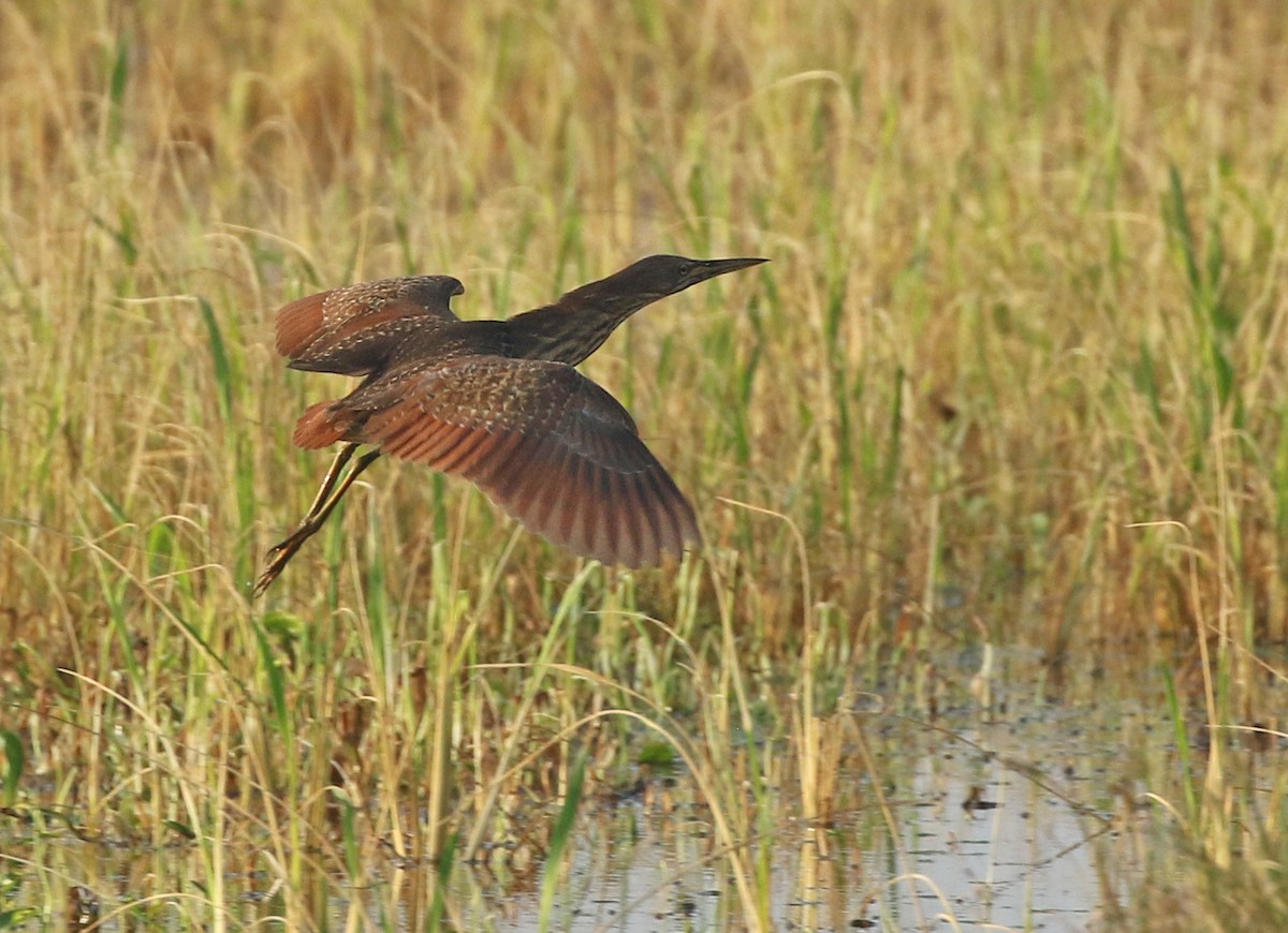 Cinnamon Bittern - ML196589661