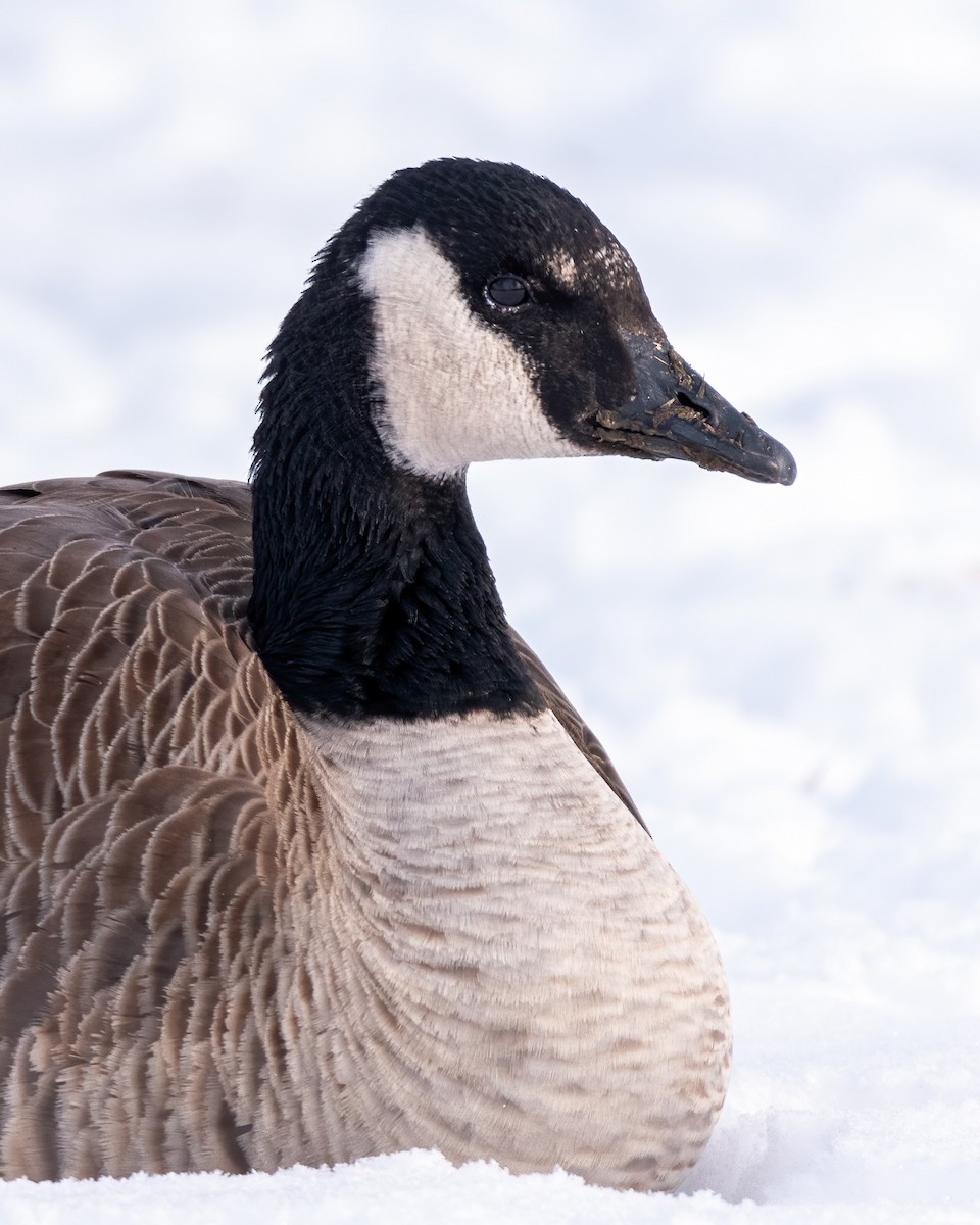 Canada Goose - Matt Saunders